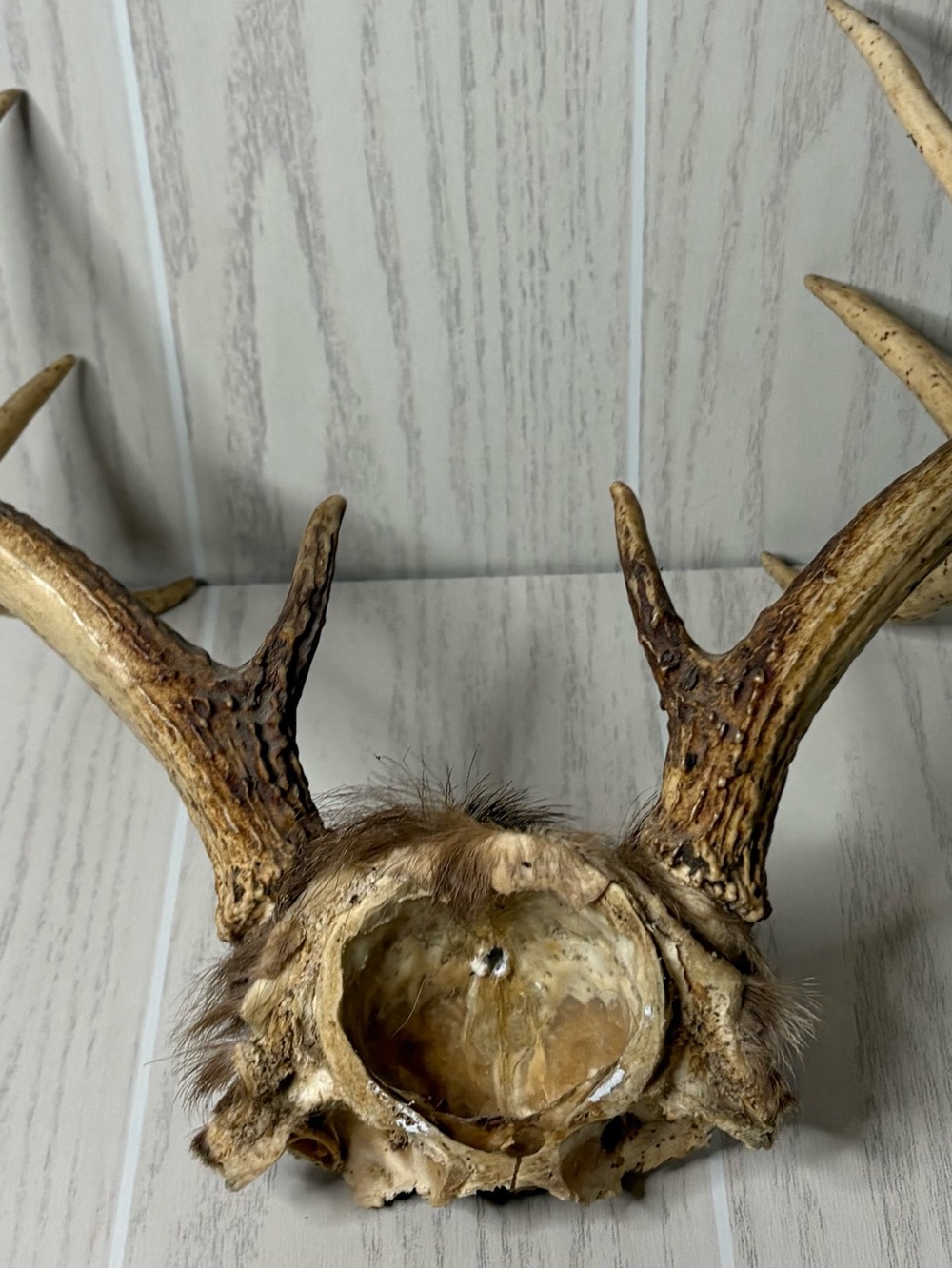 Vintage Whitetail Deer Antlers With Skull Cap Rustic Man Cave Cabin Decor 4 - Picture 7 of 9